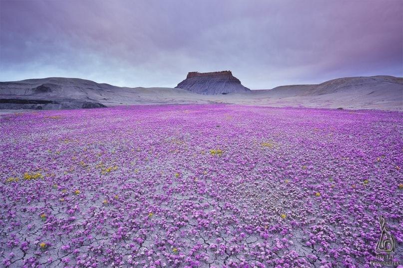 цветущая пустыня Анза Боррего